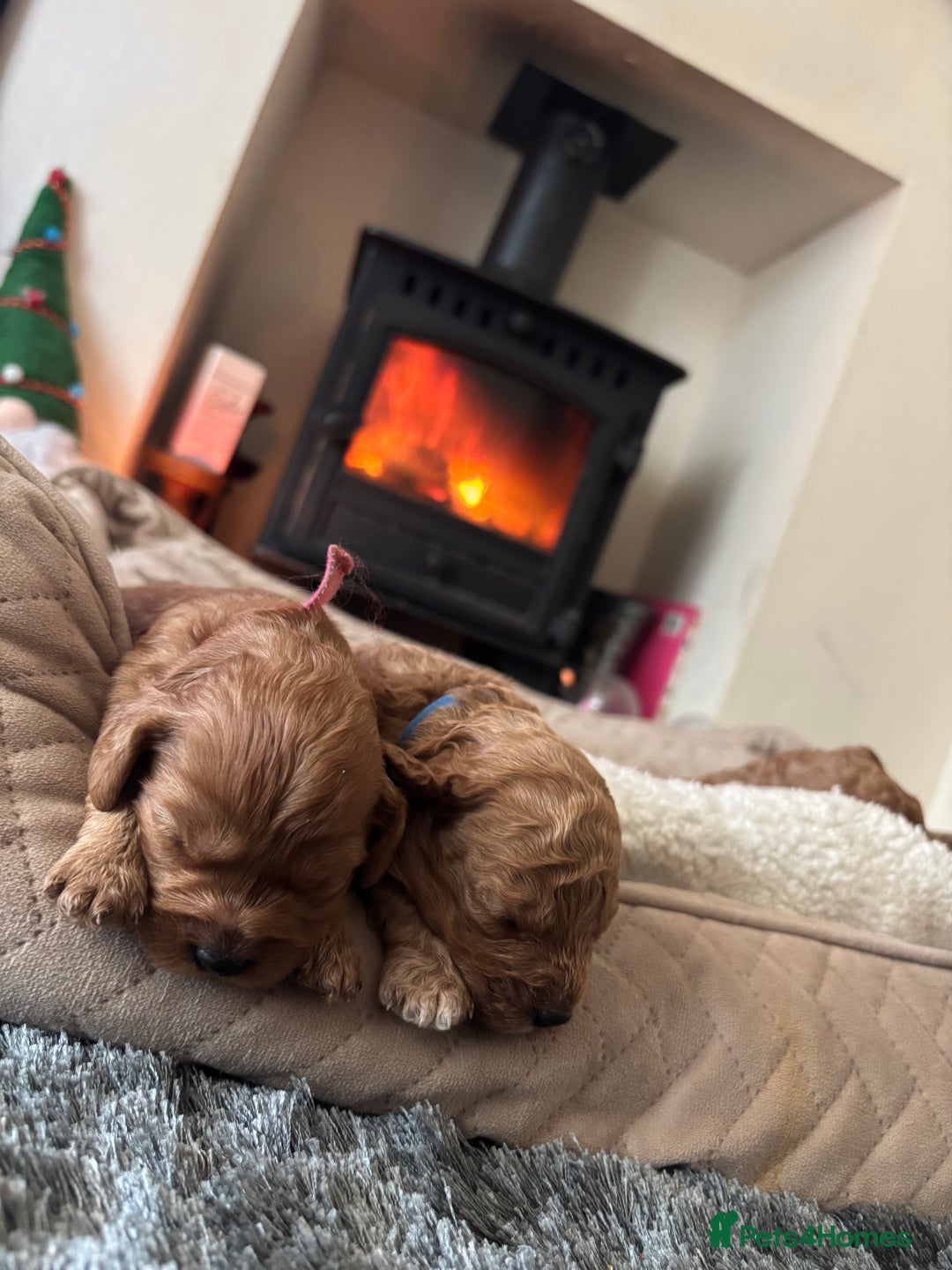 Cavapoo dogs for sale: F1B Red Toy Cavapoos- Health Tested  ************  - Advert 2