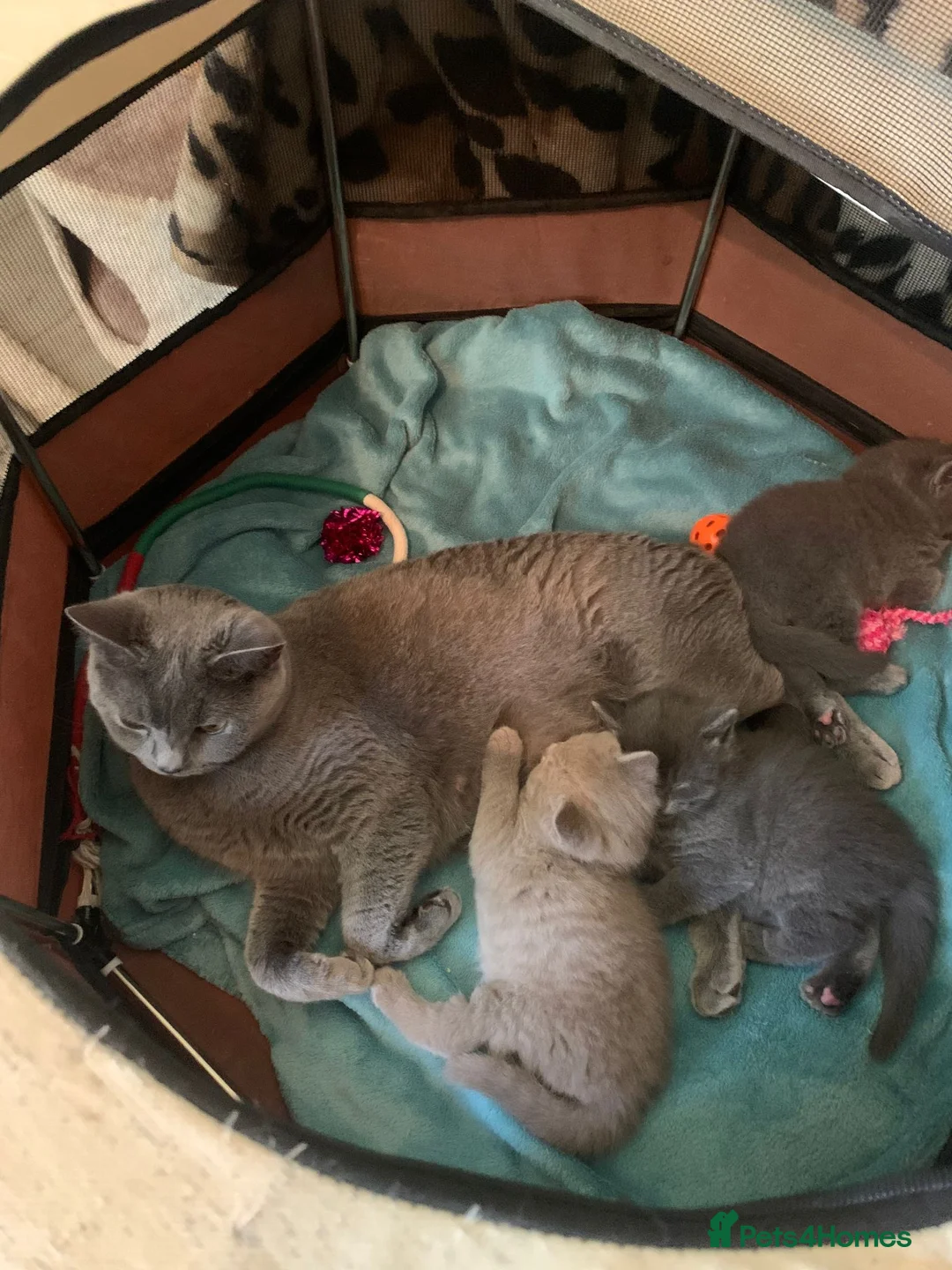 British Shorthair cats for sale: PURE BRITISH SHORTHAIR KITTENS in Bradford-on-Avon - Advert 1