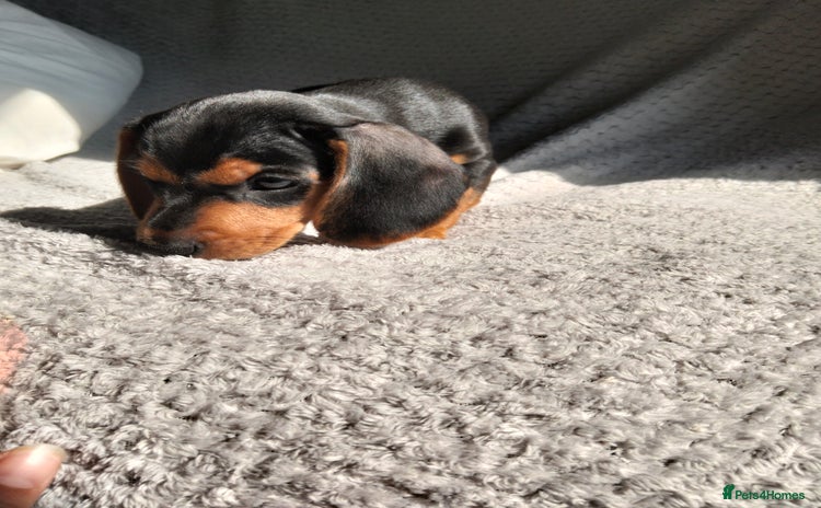 Dachshund dogs - Advert 13