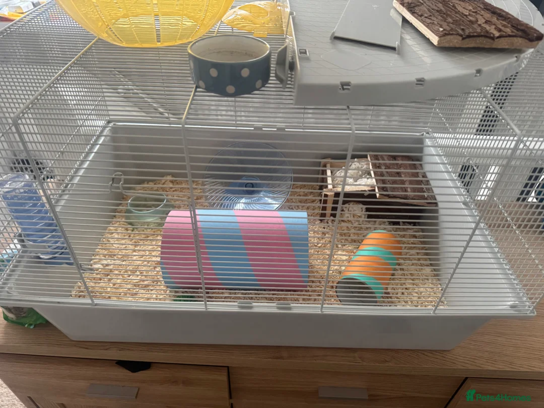 Hamster rodents for sale: Male syrian hamster with cage - Advert 3