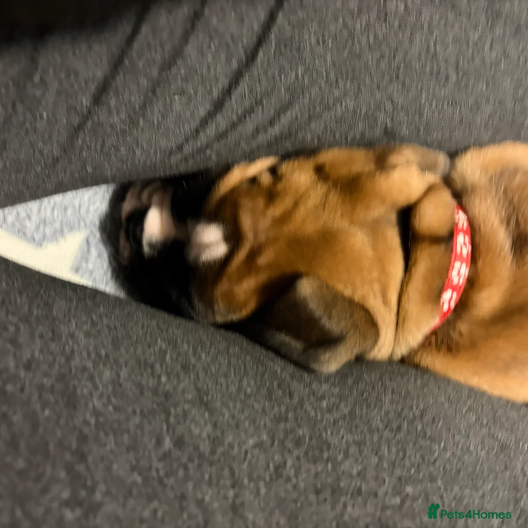 Boxer dogs for sale: Beautiful Boxer Puppies - Advert 25