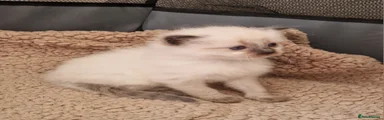 Ragdoll Kitten 4 - Female
