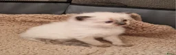 Ragdoll cats for sale: Pure Bred Ragdoll Kittens - Advert 3