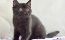 British Shorthair cats for sale: Beautiful BSH kittens 😻 - Image 6