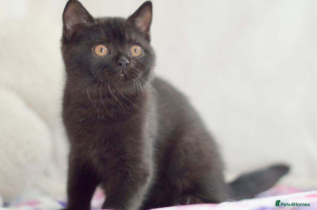 British Shorthair cats for sale: Beautiful BSH kittens 😻 - Image 6