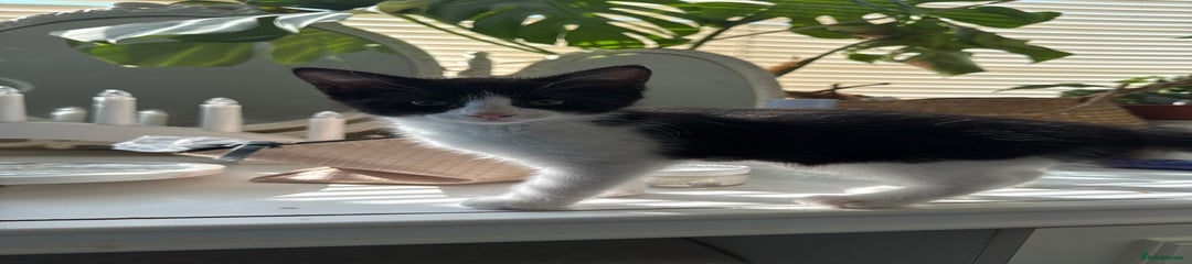 Mixed Breed Kitten 2
