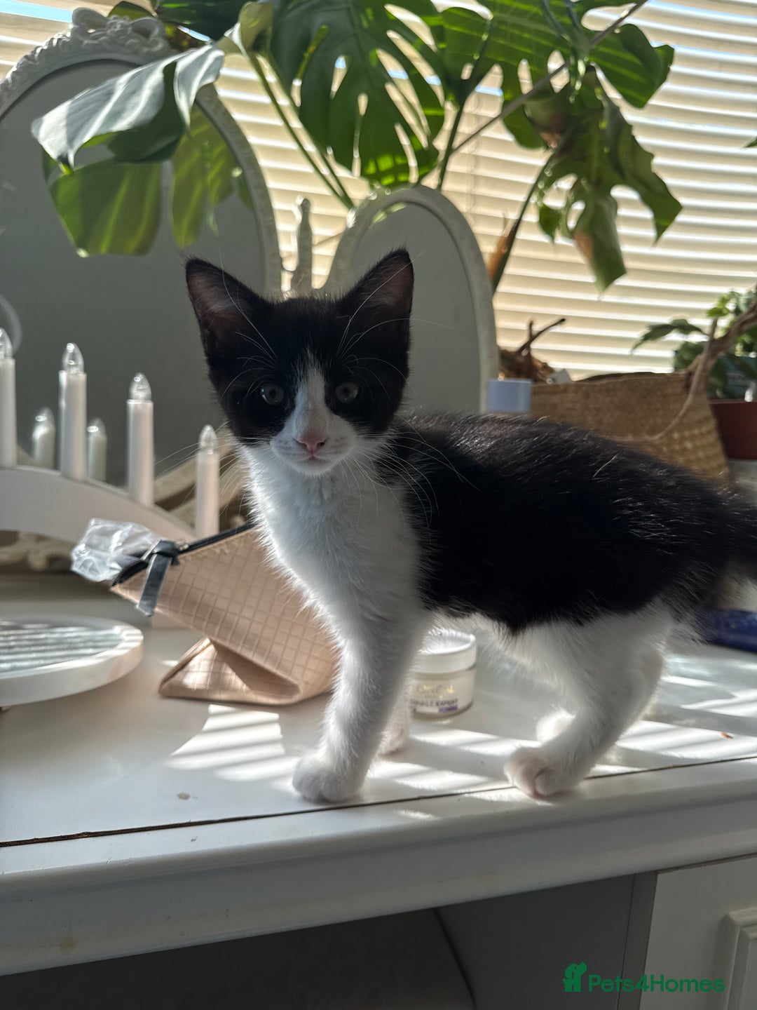 Mixed Breed cats for sale: 2 lovely kittens looking for a new home - Image 4
