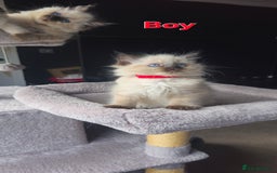 Ragdoll cats for sale: Ragdoll kittens  - Image 7
