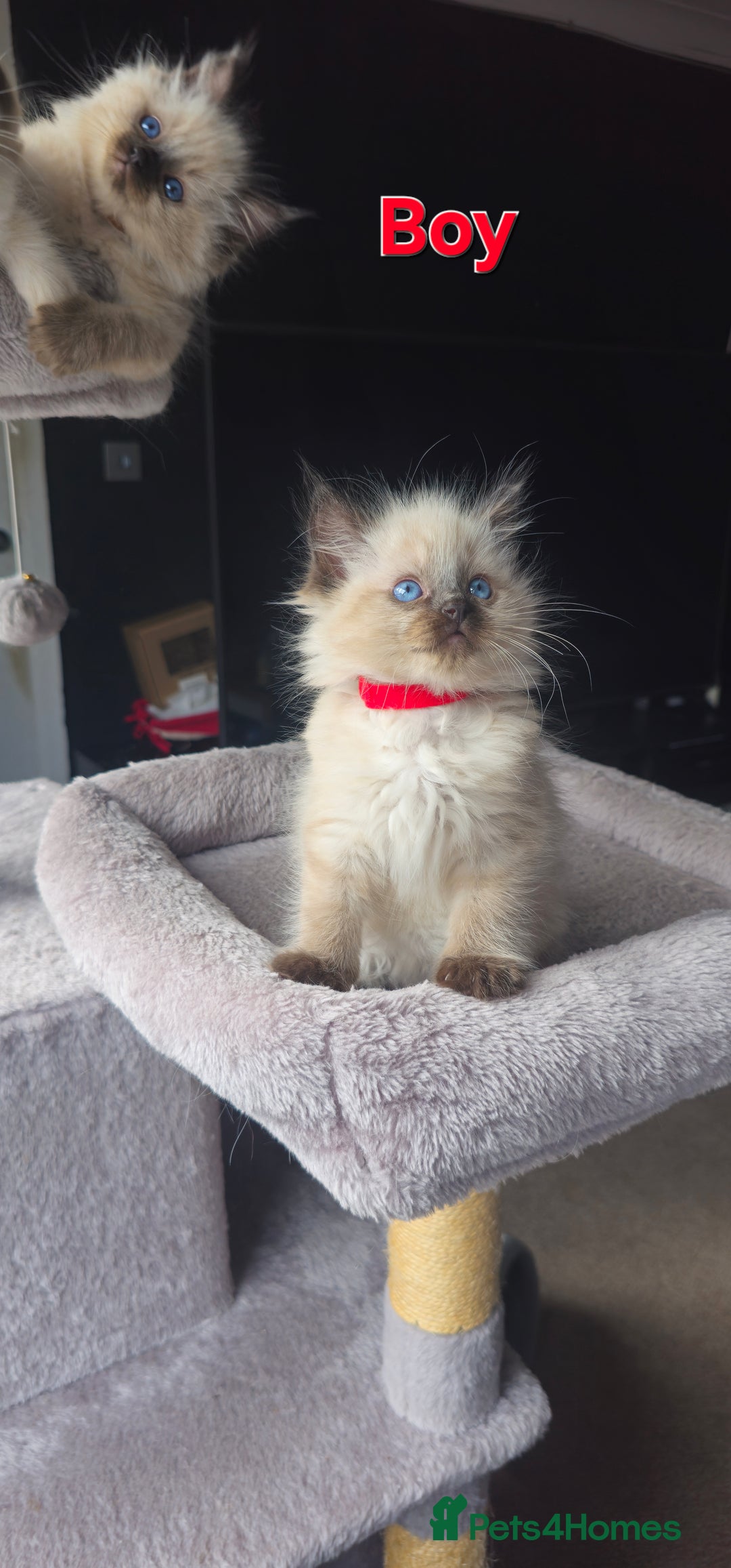 Ragdoll cats for sale: Ragdoll kittens  - Image 7
