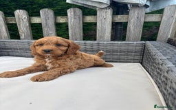 Mixed Breed dogs for sale: Beautiful cockalierpoo pups  - Image 8