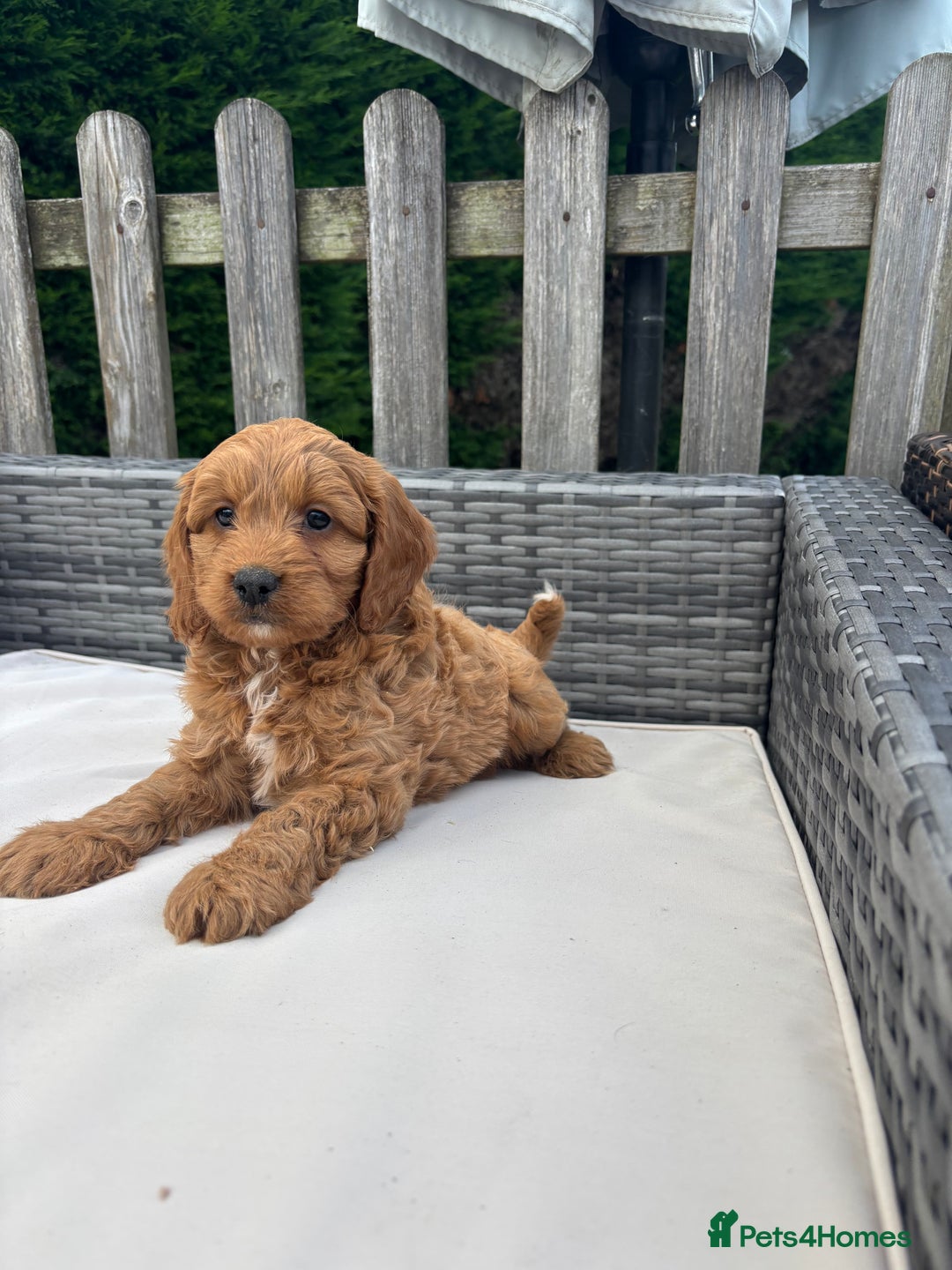 Mixed Breed dogs for sale: Beautiful cockalierpoo pups  - Image 8