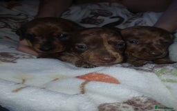 Miniature Dachshund dogs for sale: Stunning miniature dachshund  - Image 4
