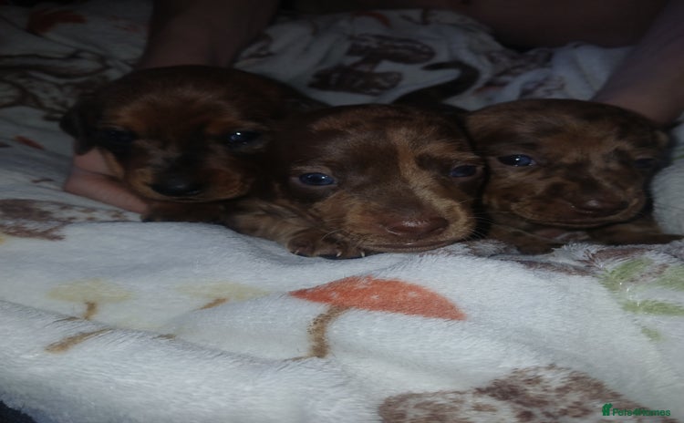 Miniature Dachshund dogs - Advert 15