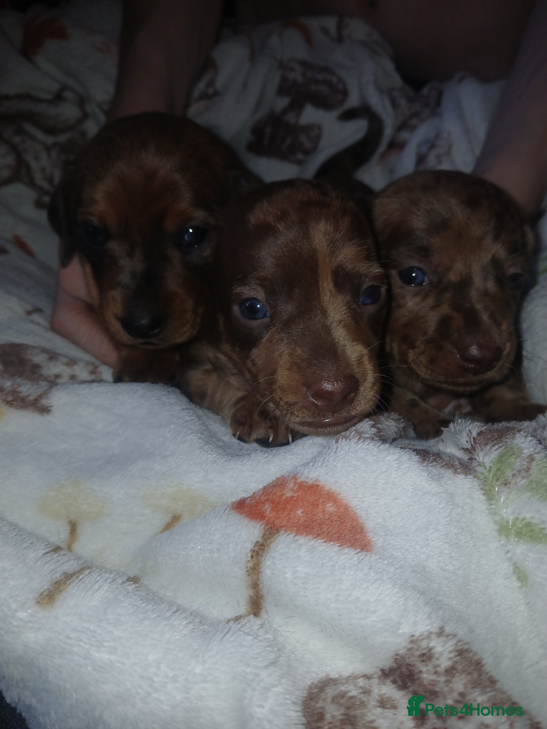 Miniature Dachshund dogs for sale: Stunning miniature dachshund  - Image 4