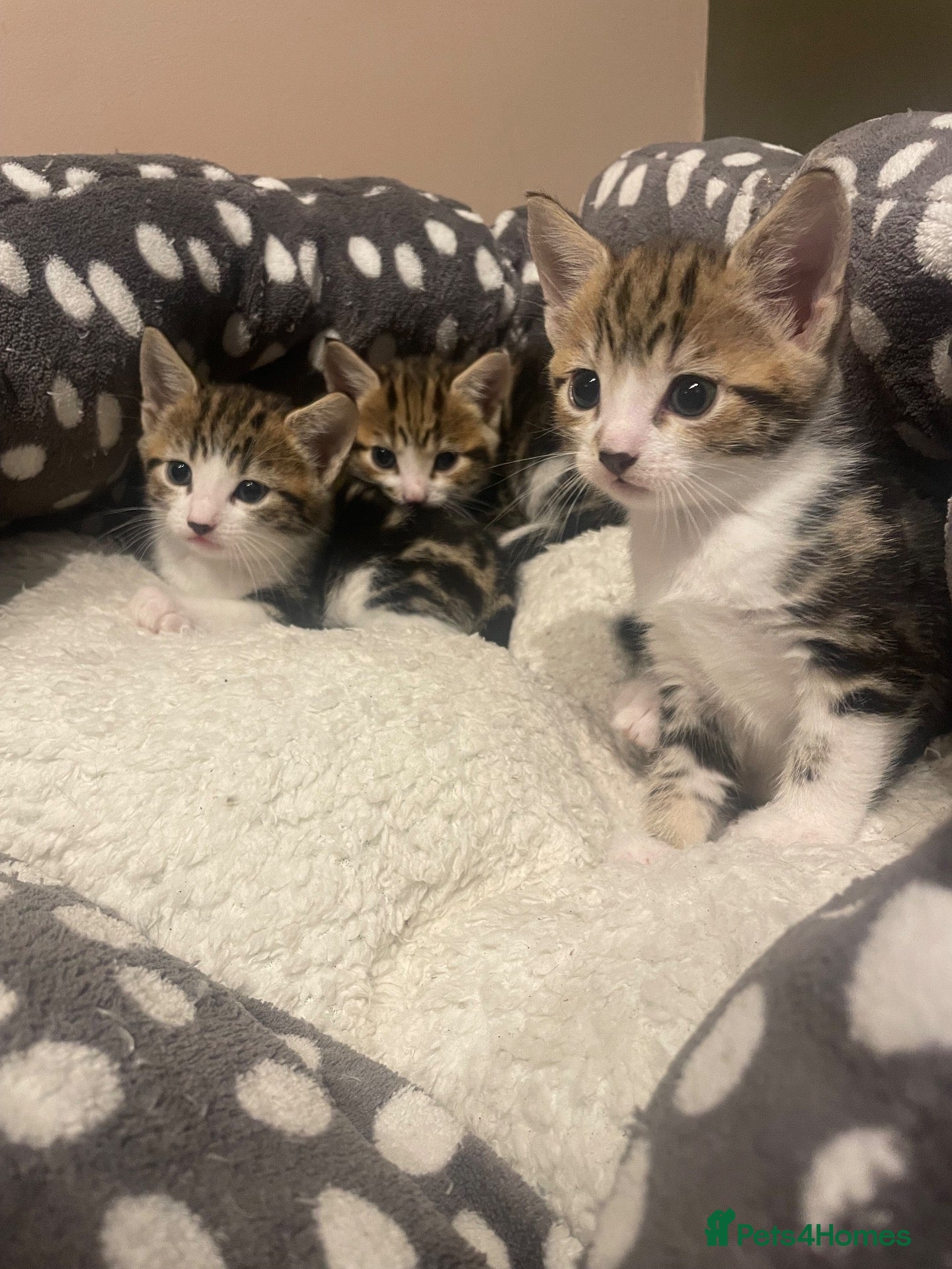 Mixed Breed cats 2 male Tabby kittens left - Advert 6