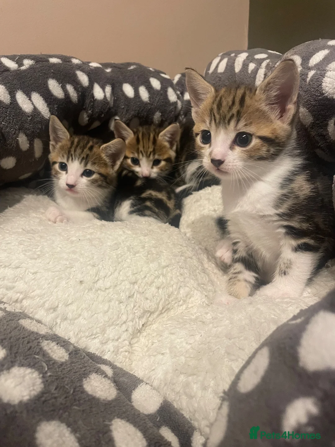 Mixed Breed cats for sale: 2 male Tabby kittens left in Rugeley - Advert 1