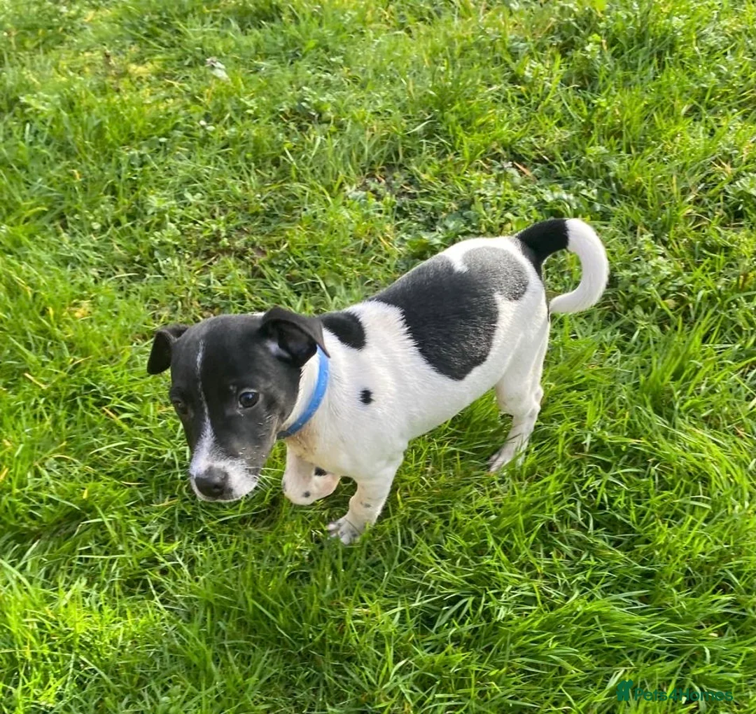 Mixed Breed dogs for sale: Jack Russell x Lakeland terrier - Advert 5