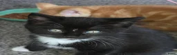 Mixed Breed cats for sale: Female kittens 9 week old - Advert 2