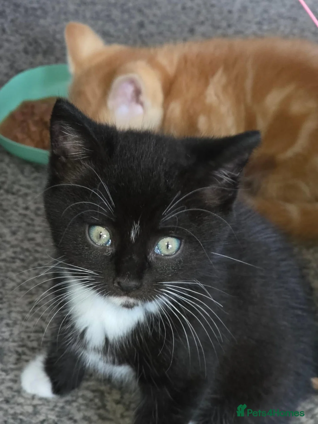 Mixed Breed cats for sale: Female kittens 9 week old - Advert 2