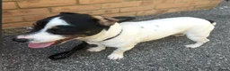 Jack Russell dogs for sale: Jack Russell puppies in Sandhurst - Advert 8