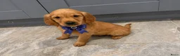 Golden Retriever dogs for sale: READY NOW* KC Dark Golden Retrievers 🧬 - Advert 3