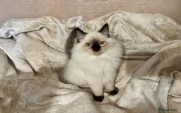 Ragdoll cats for sale: Full Ragdoll kittens  - Image 12