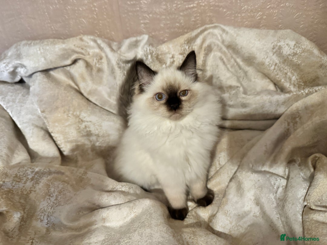 Ragdoll cats for sale: Full Ragdoll kittens  - Image 12