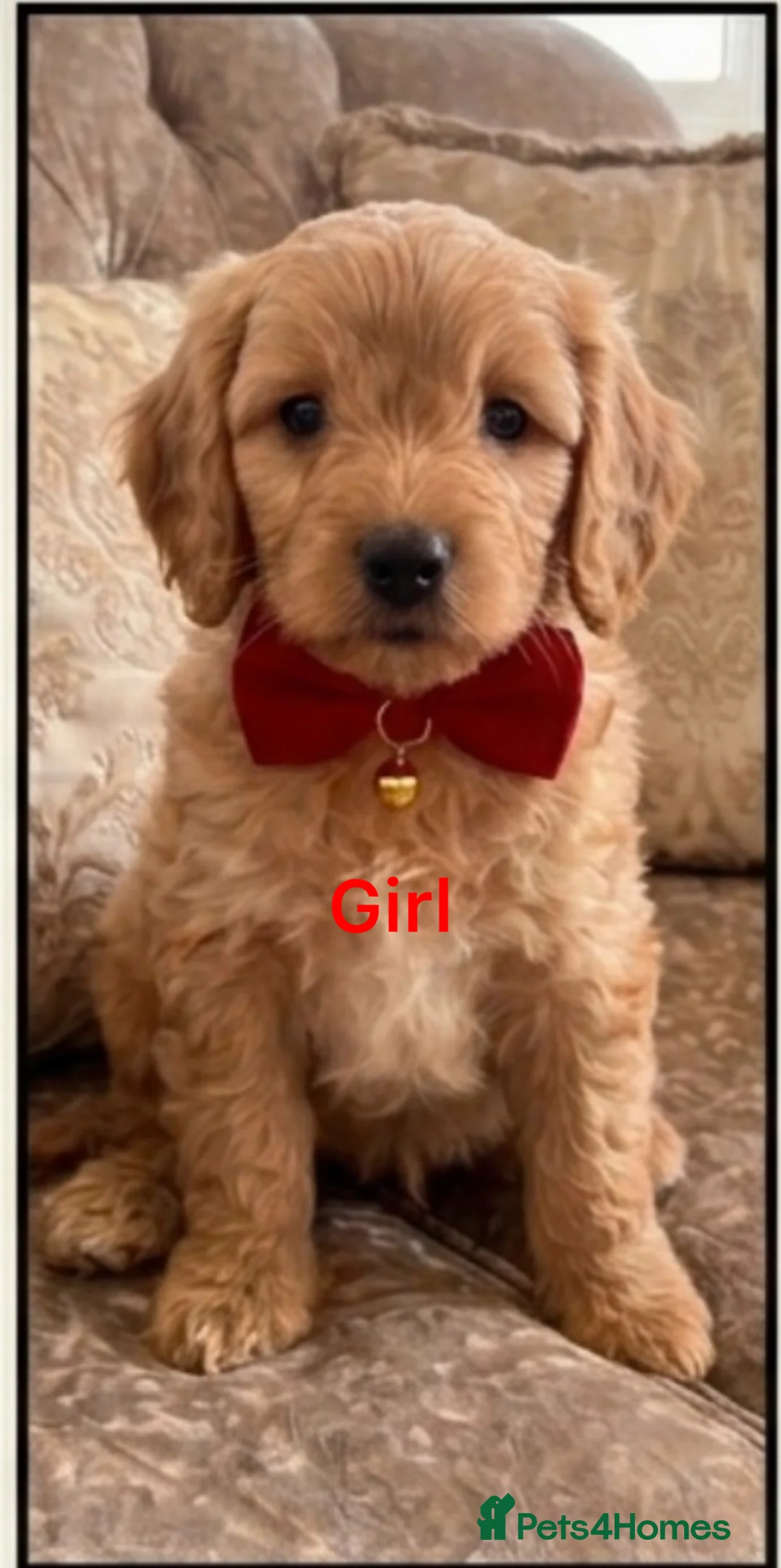 Cockapoo dogs for sale: Puppy for sale cockapoo in Barnsley - Advert 1