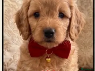 Cockapoo dogs Puppy for sale cockapoo - Advert 3