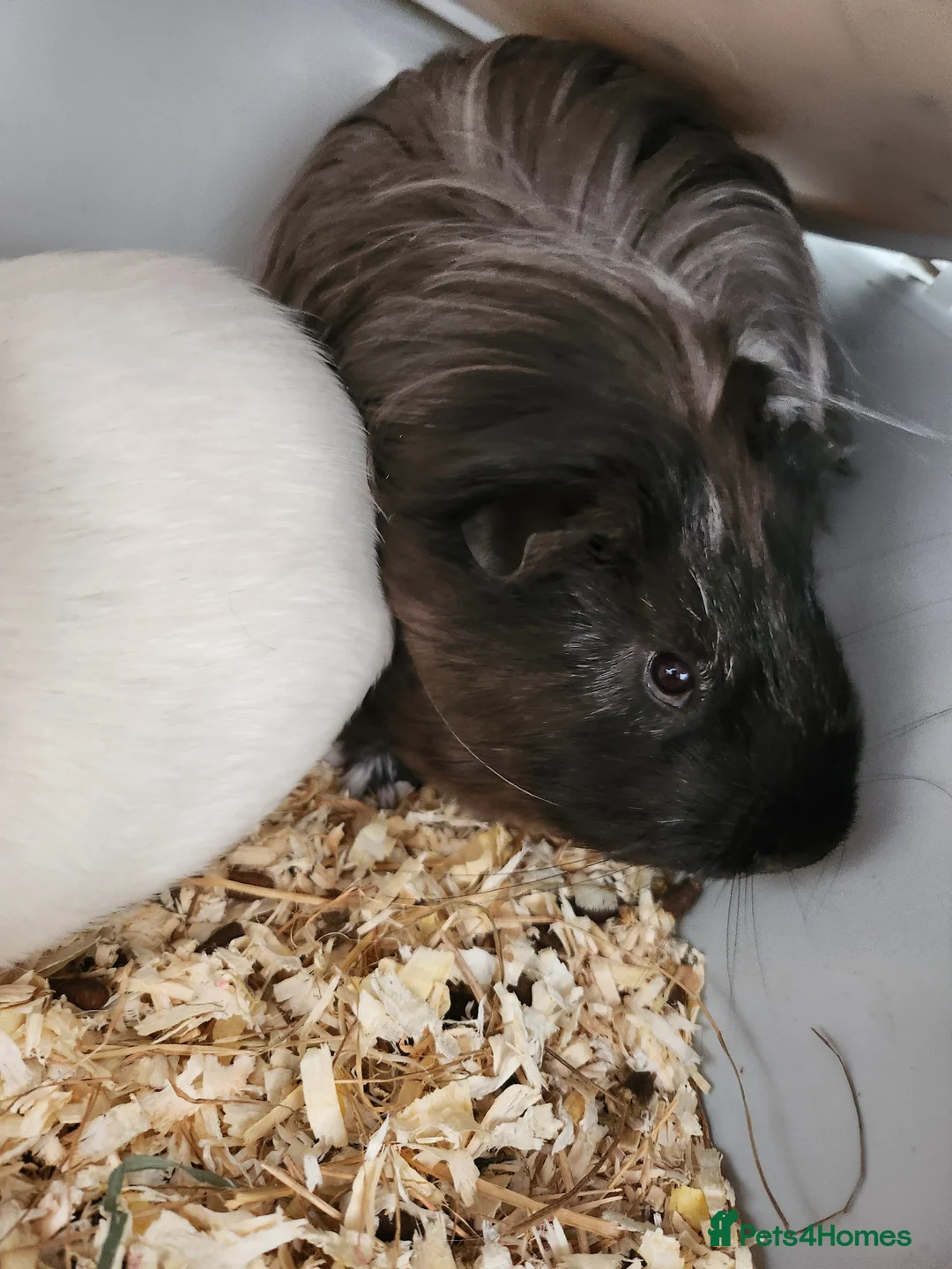 Guinea Pig rodents for sale: 2 males  in Barnsley - Advert 1