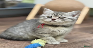 British Shorthair cats - Advert 9