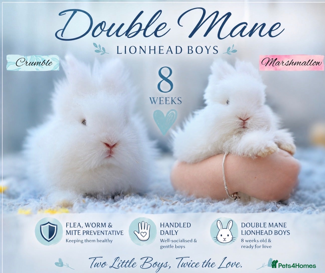Lionhead rabbits  💫 EXQUISITE PEDIGREE DOUBLE-MANE LIONHEADS 💕 - Advert 5