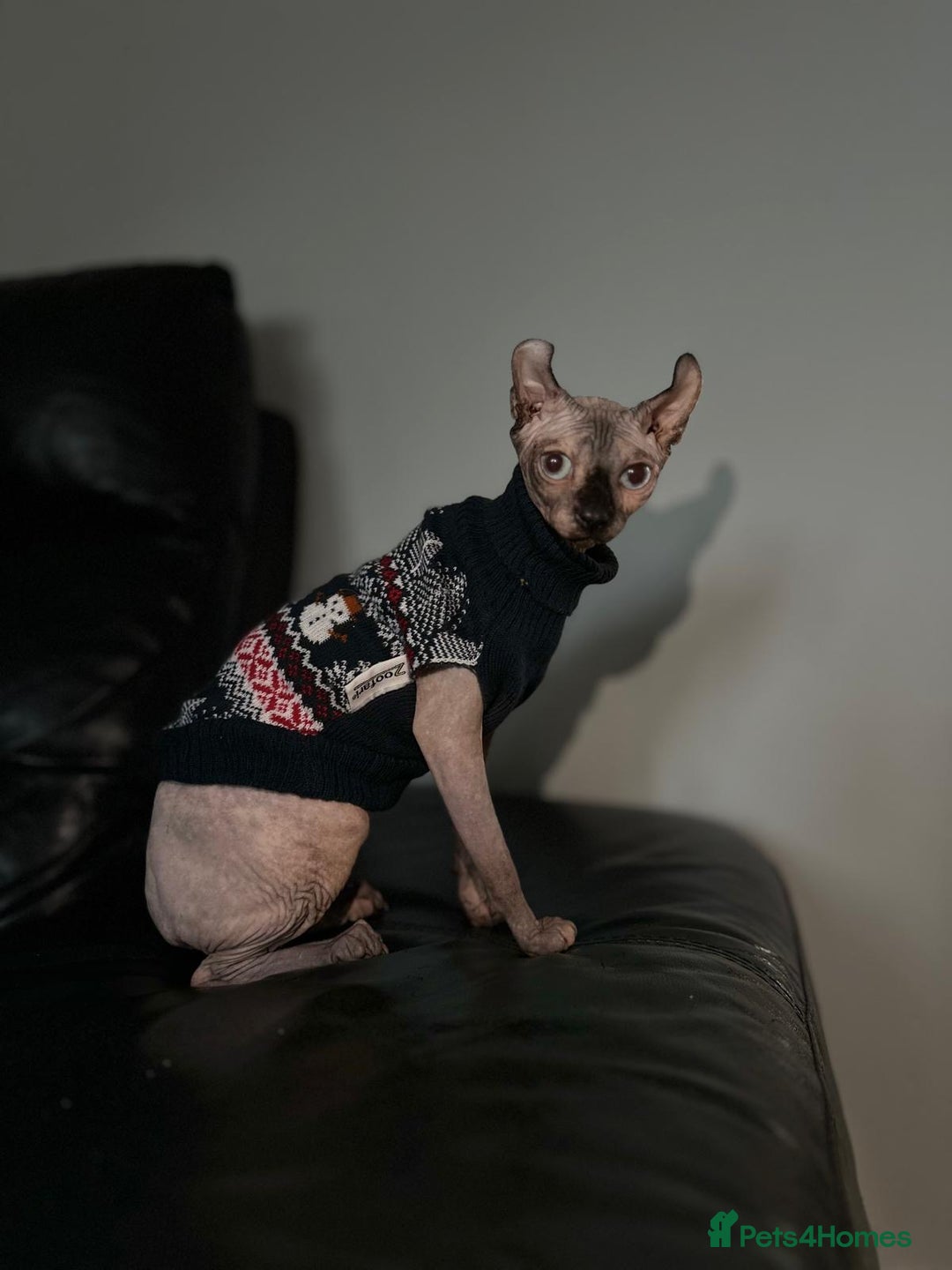 Sphynx cats for sale: Elf’s Sphinx kitten for sale - Advert 2