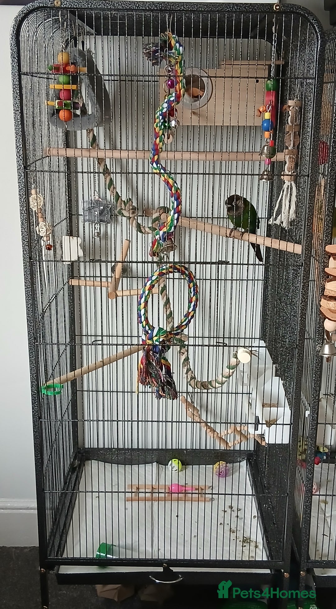 Parrots birds for sale: crimson-bellied parakeet (Pyrrhura perlata) - Advert 3