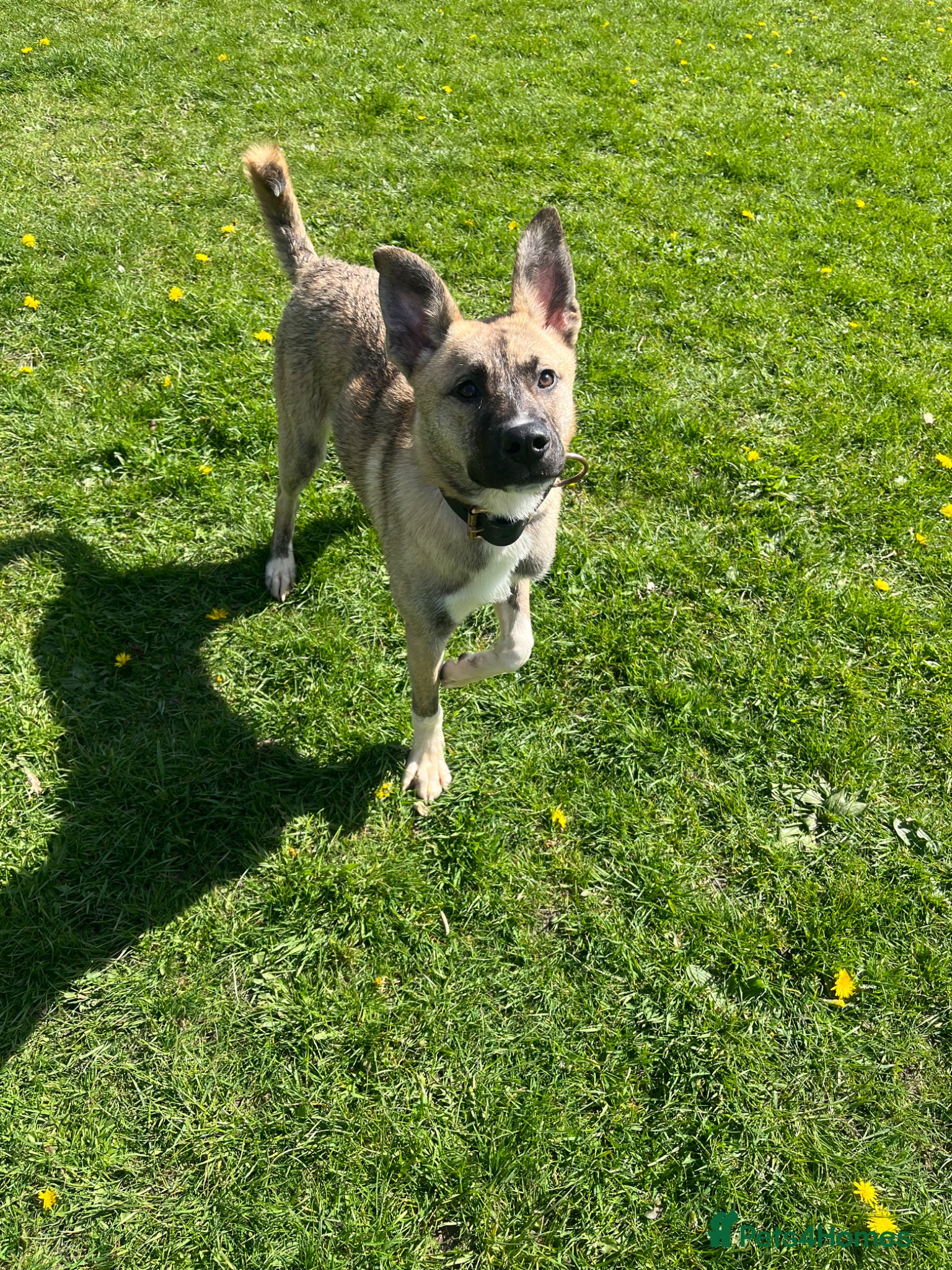 Mixed Breed dogs Husky X - Advert 1