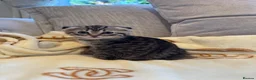 Mixed Breed cats for sale: Siberian x Scottish Folded Kittens - Advert 13