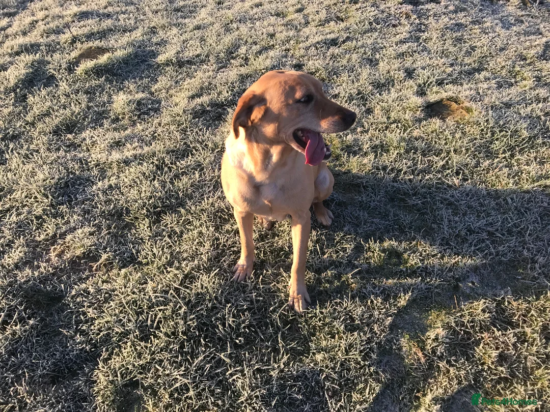 Labrador Retriever dogs for sale: Beautiful 8 year old KC Labrador - Advert 6