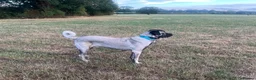 Turkish Kangal dogs for sale: Young Male Kangal Seeking New Home in Salisbury - Advert 2