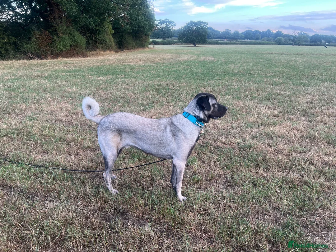 Turkish Kangal dogs for sale: Young Male Kangal Seeking New Home in Salisbury - Advert 2