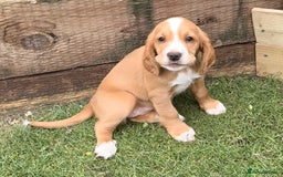 Sprocker dogs for sale: Sprockers For Sale  - Image 3