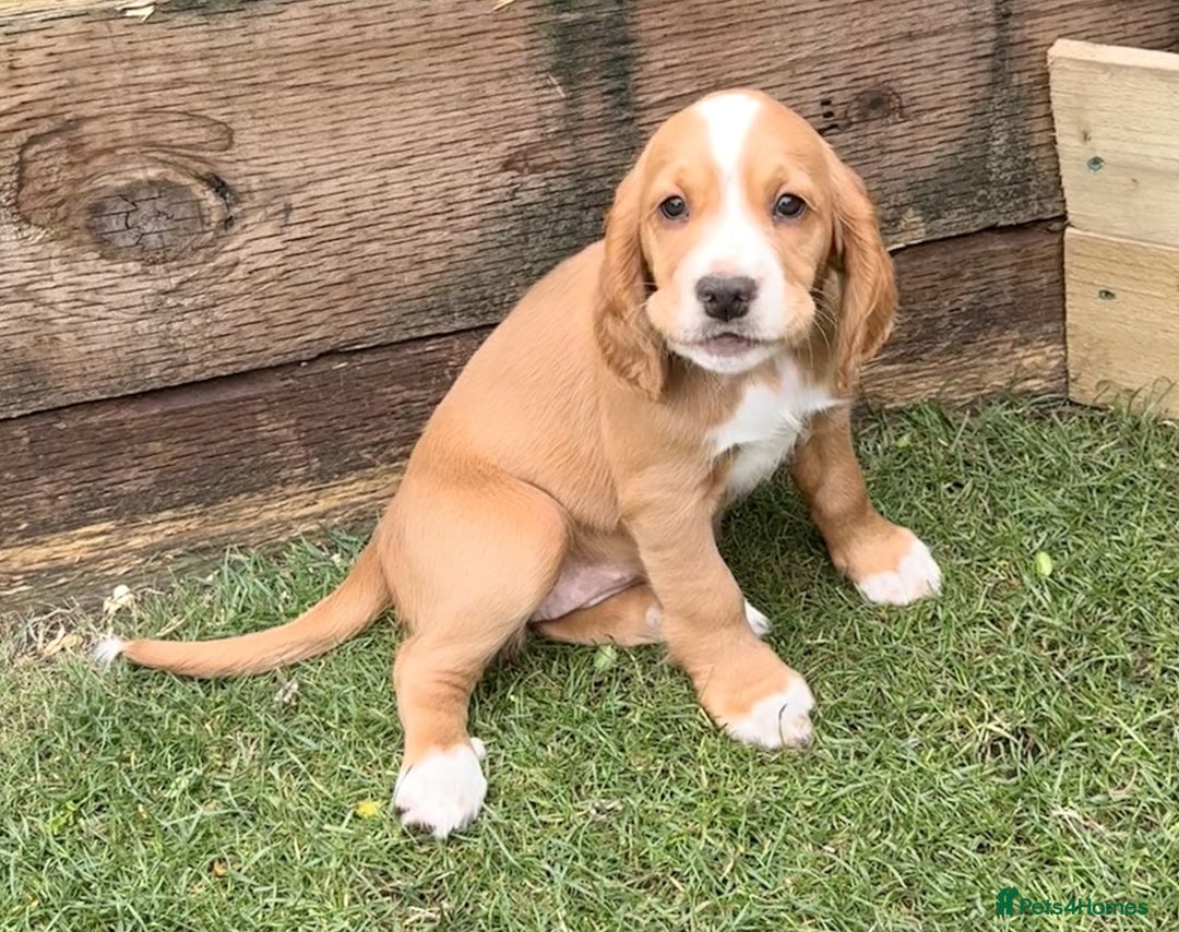 Sprocker dogs for sale: Sprockers For Sale  - Image 3