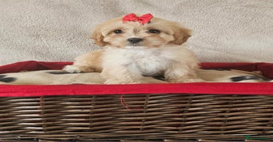 Cavapoo dogs - Advert 10
