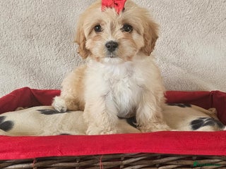 Cavapoo dogs - Advert 3