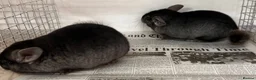 Chinchilla rodents for sale: Ben & Jerry, fabulous Ebony brothers, super tame - Advert 3