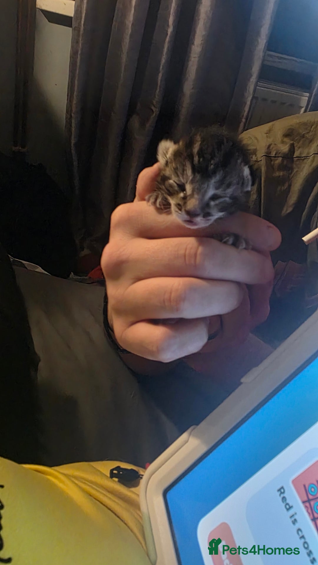 Savannah cats for sale: Savannah X Domestic cat - Advert 10