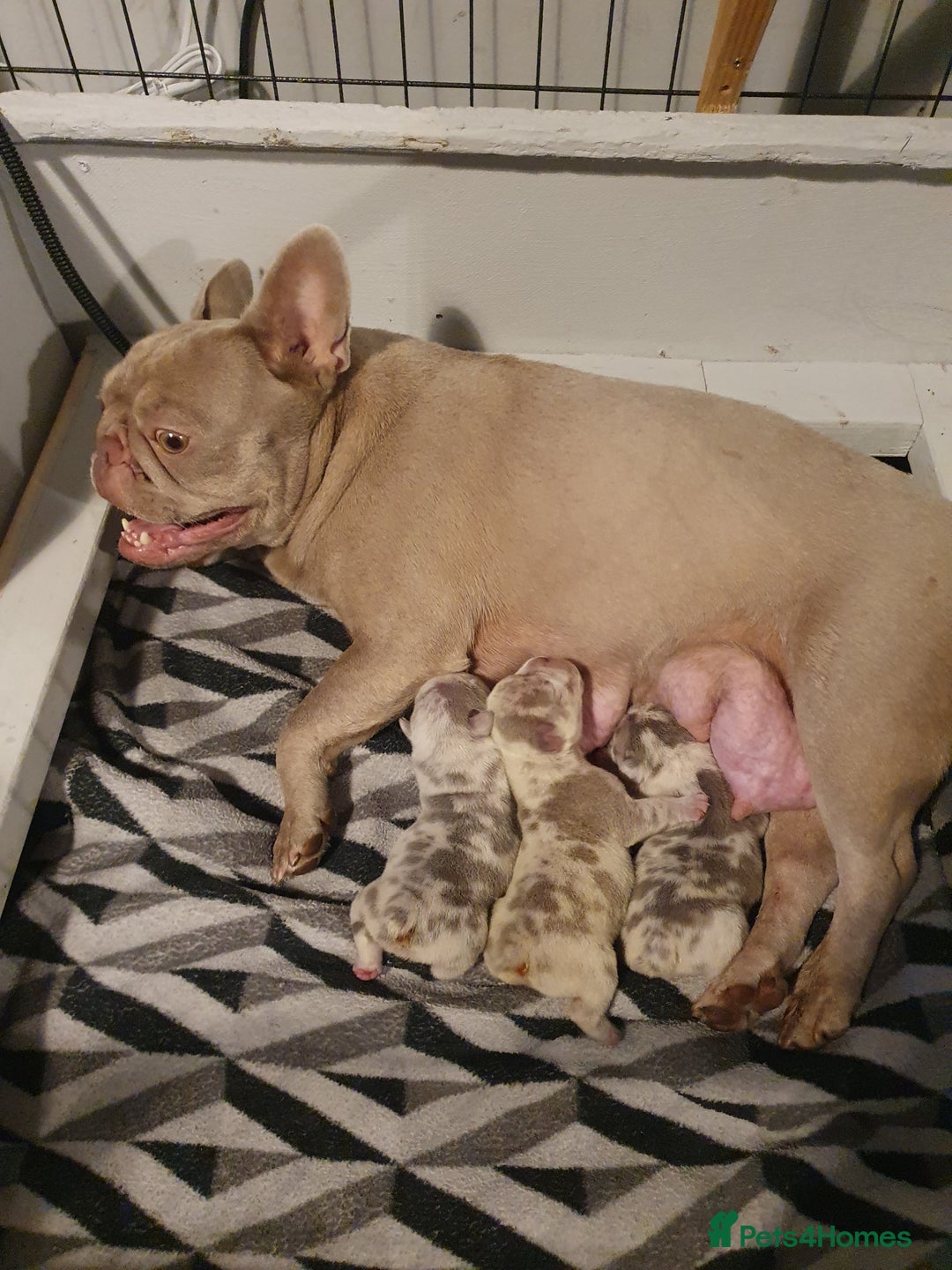French Bulldog dogs for sale: Stunning Newshade French Bulldog Puppies - Image 29