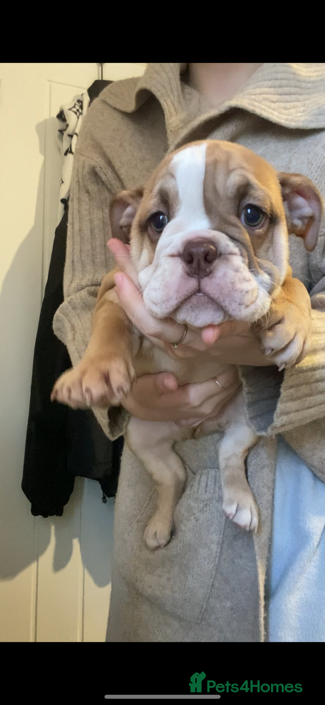English Bulldog dogs for sale: Pedigree English bulldogs top-lines (7 weeks old)  - Image 6