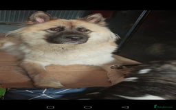 Akita dogs for sale: Akita puppy's ready now - Image 19