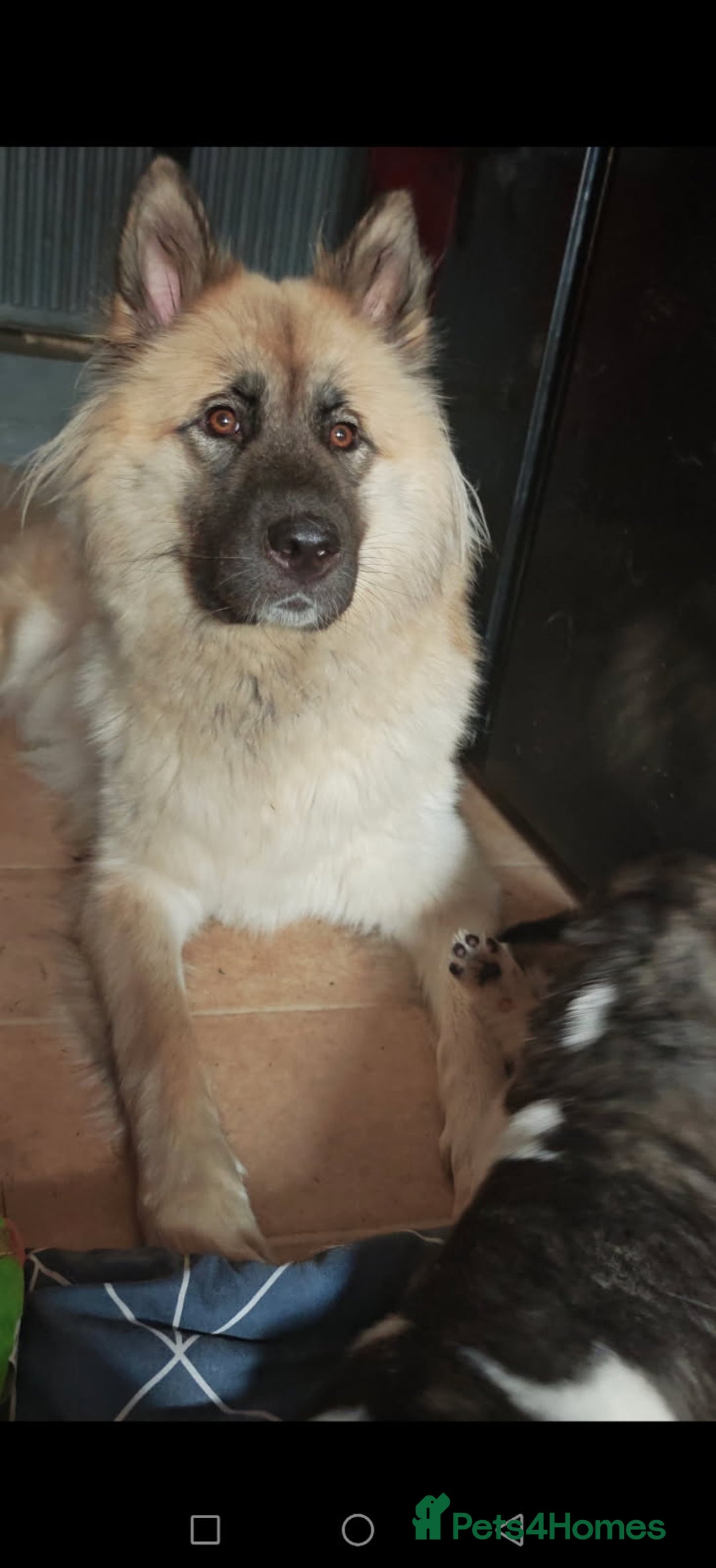 Akita dogs for sale: Akita puppy's ready now - Image 19