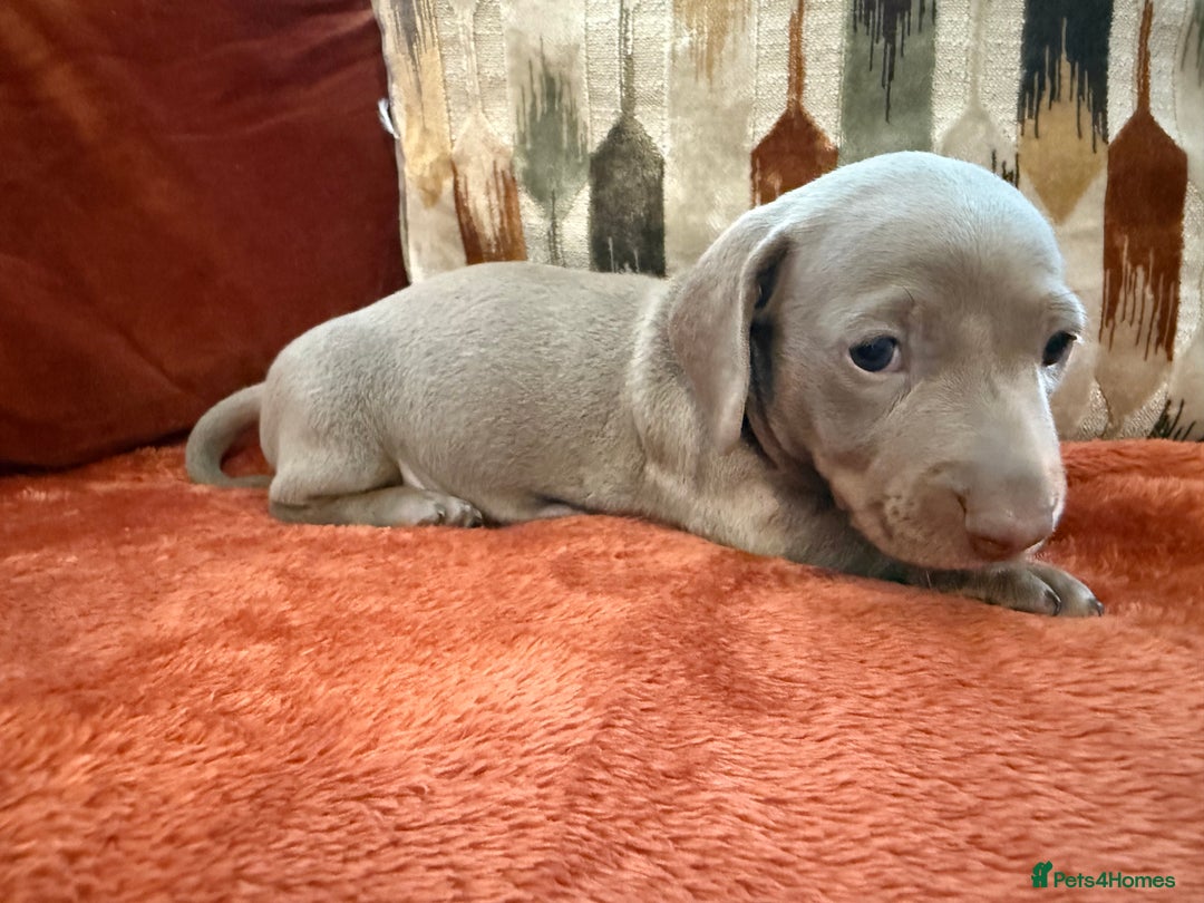 Miniature Dachshund dogs for sale: KC Reg Isabella & Tan Miniature Dachshund Puppies - Advert 6